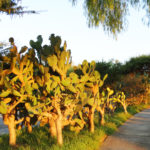 Golf Course in Amanali Country Club Tepeji Mexico